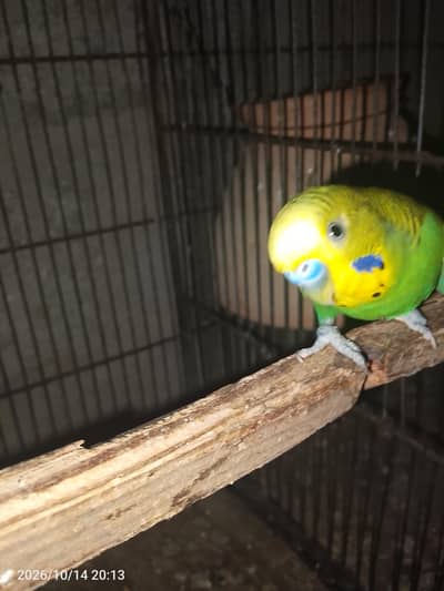 budgies breeder pair with eggs