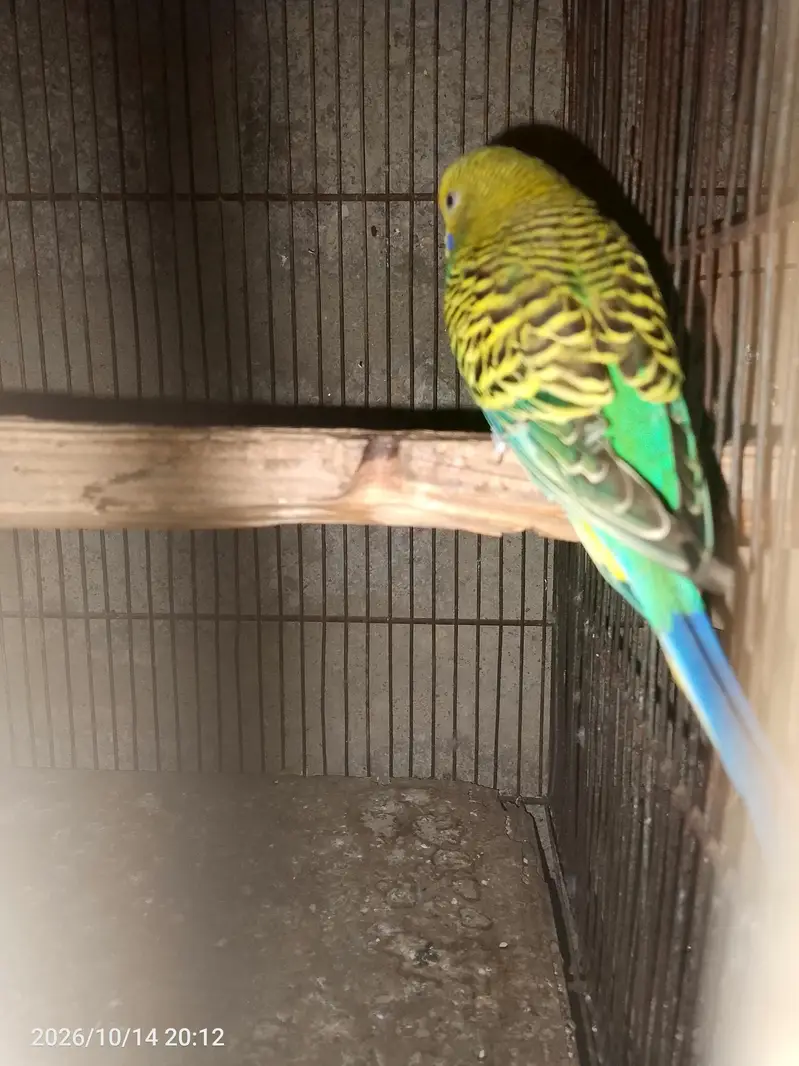 budgies breeder pair with eggs — photo 2