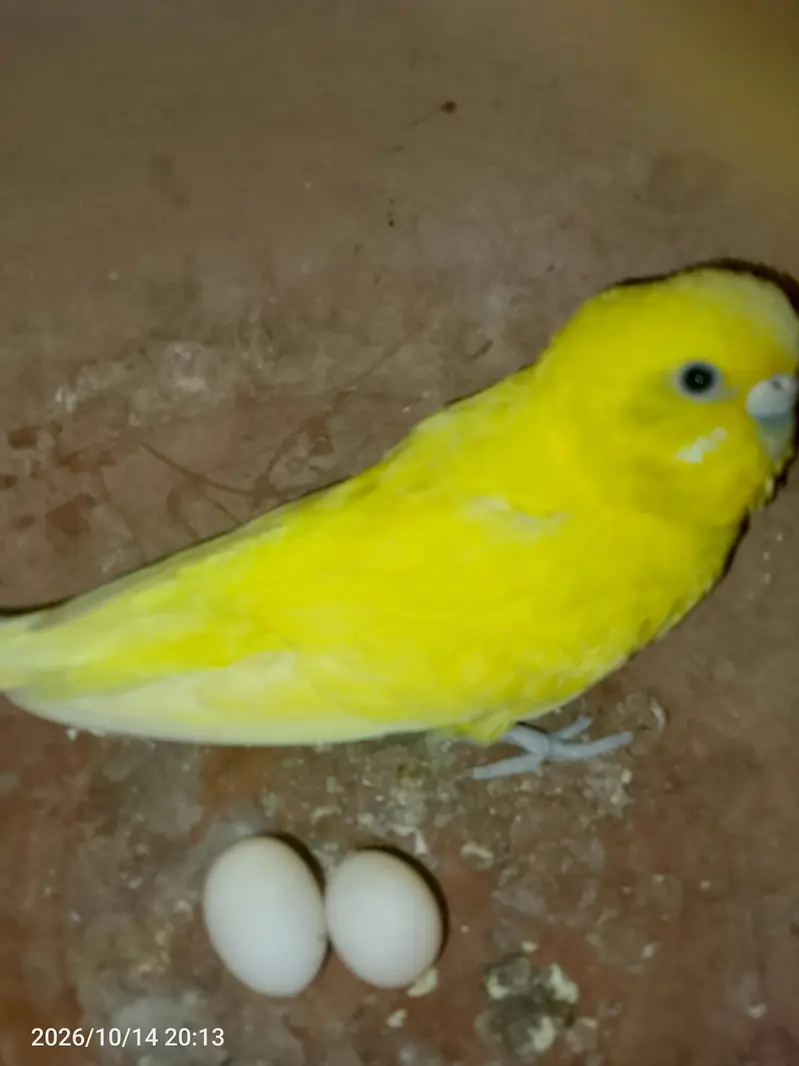 budgies breeder pair with eggs — photo 3