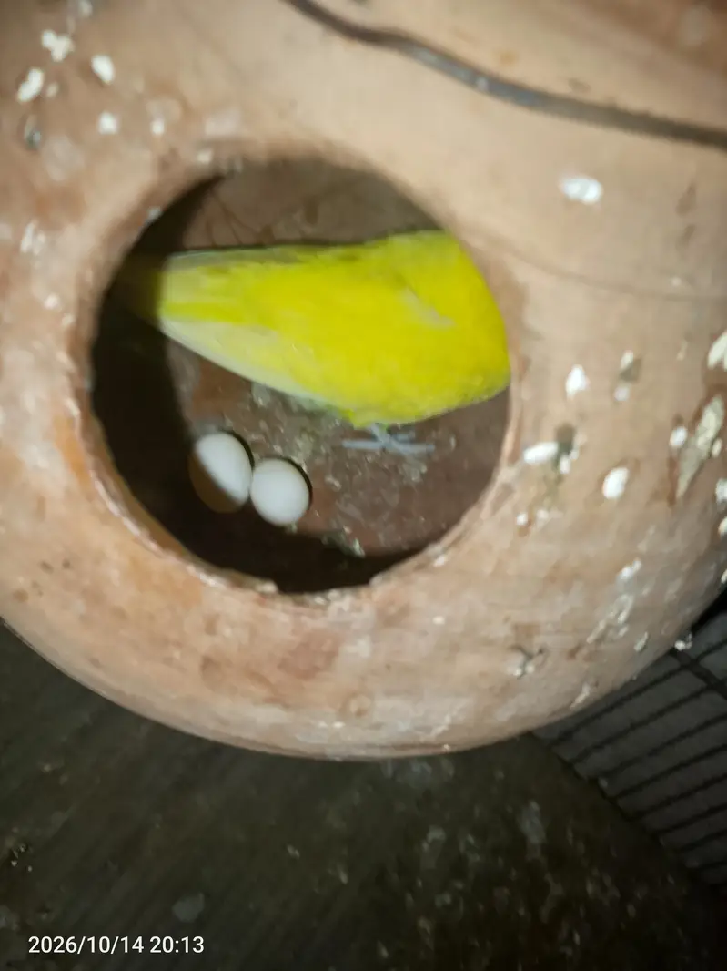 budgies breeder pair with eggs — photo 4