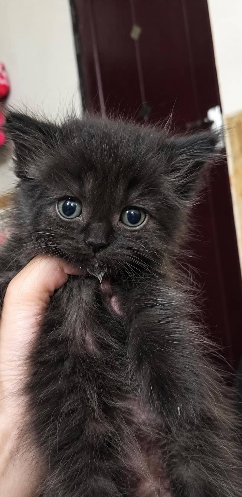 kittens 1