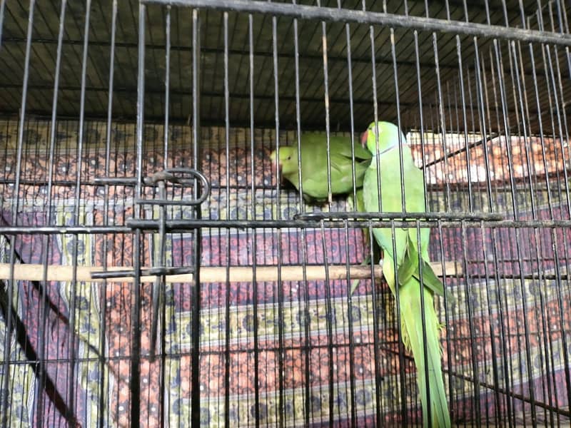 Green Ringneck Breeder Pair 0