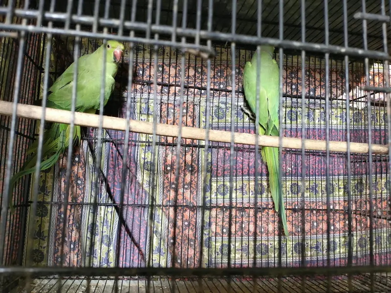 Green Ringneck Breeder Pair — photo 2