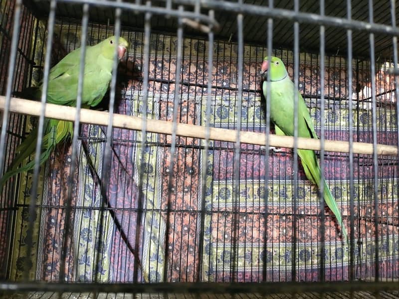 Green Ringneck Breeder Pair 2