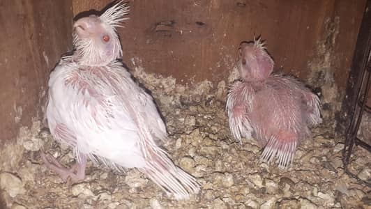 cocktail pure eno red eyes chicks