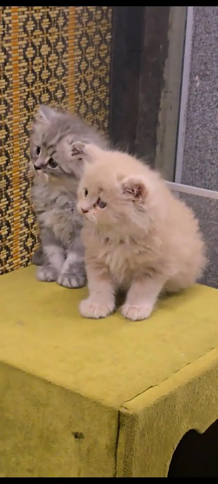 Persian kittens | triple coat | fluffy |  Whatsap 0320//56065//57 — photo 2