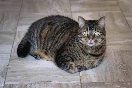 Need a pregnant cat