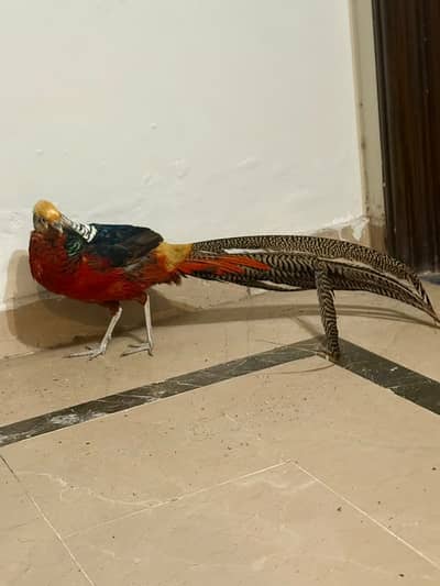 Red Golden & Yellow Golden Birds | Male Breeders Pair For Sale