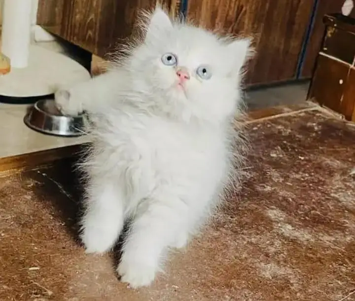 Persian Female kitten for sale — photo 2