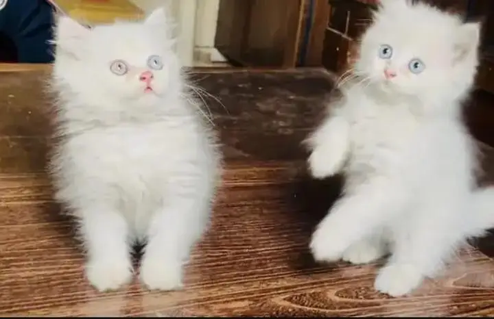 Persian Female kitten for sale — photo 3
