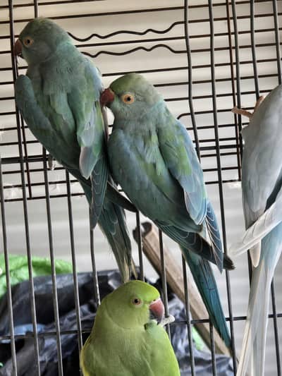Blue Ringnecks