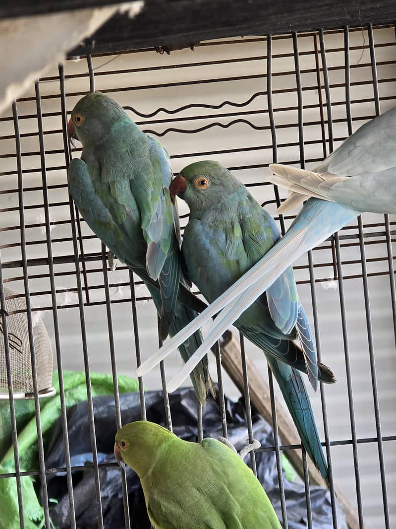 Blue Ringnecks 1