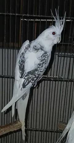 2 common white Males 1 Common pied male