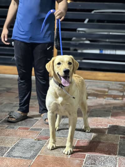 Labrador Female near heat