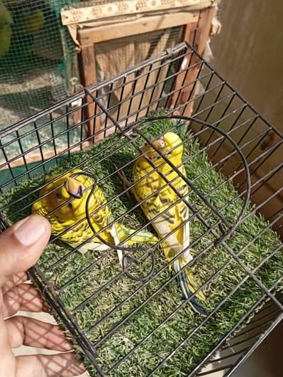sell my red ayes budgie