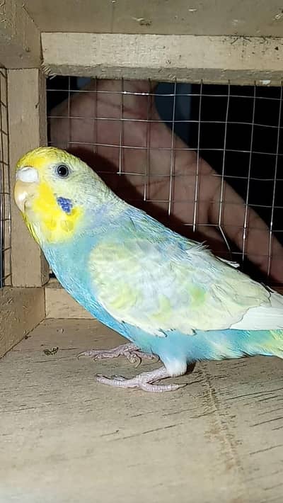 rainbow bujri female