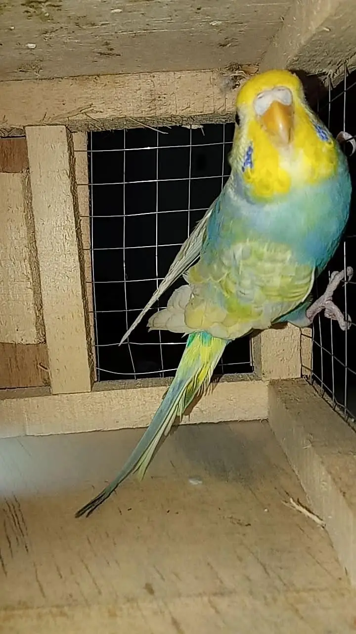 rainbow bujri female — photo 2