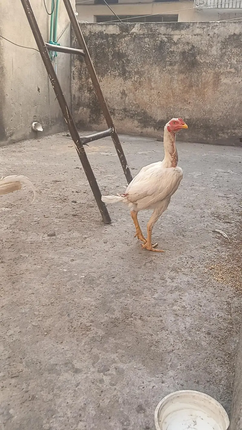 white patha young Beautiful — photo 2