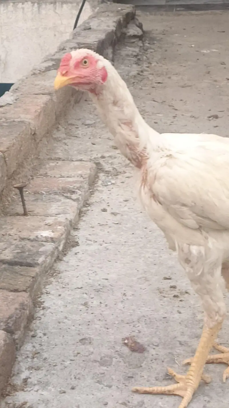 white patha young Beautiful — photo 3