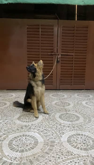 German shepherd Long Coat dog