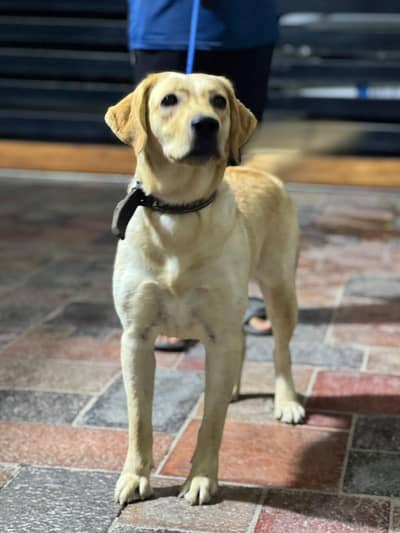 labrador female near heat
