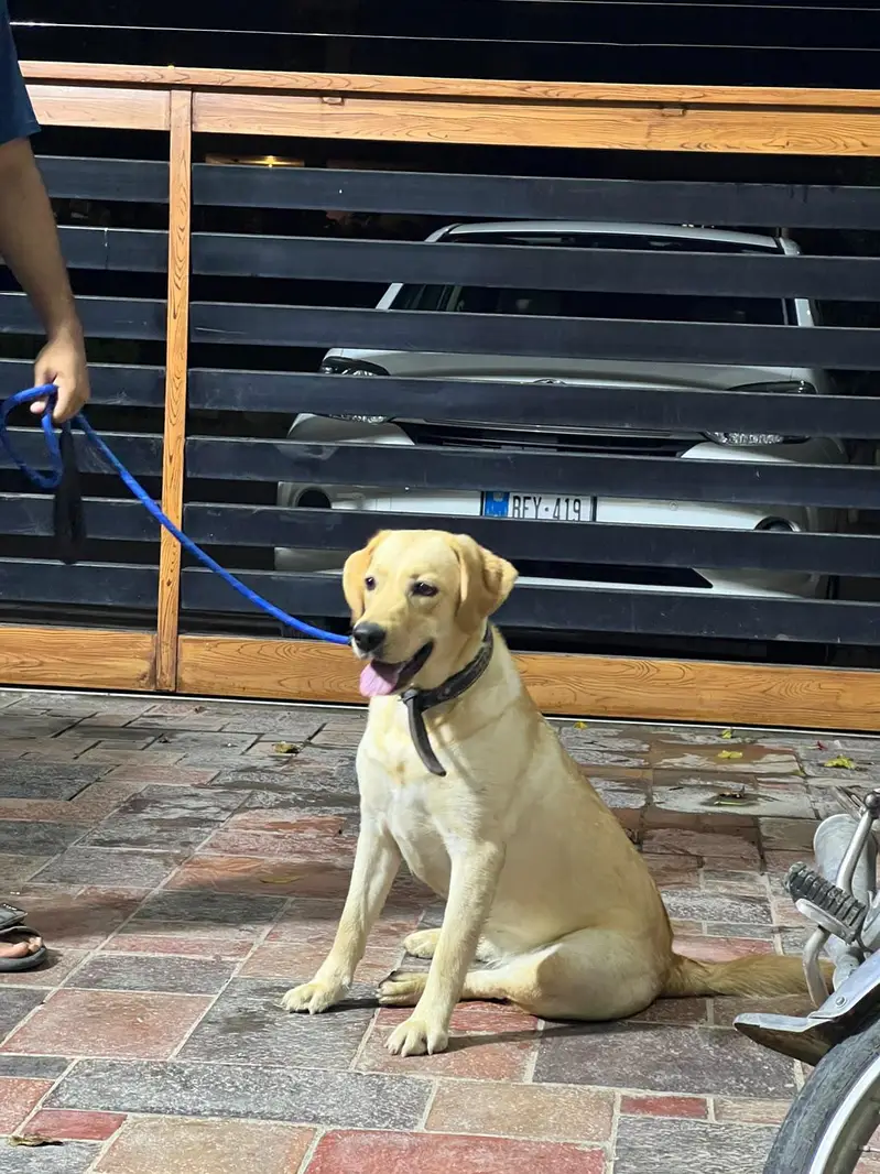 labrador female near heat — photo 2