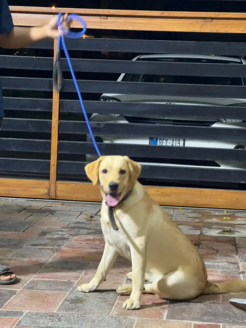 labrador female near heat — photo 3