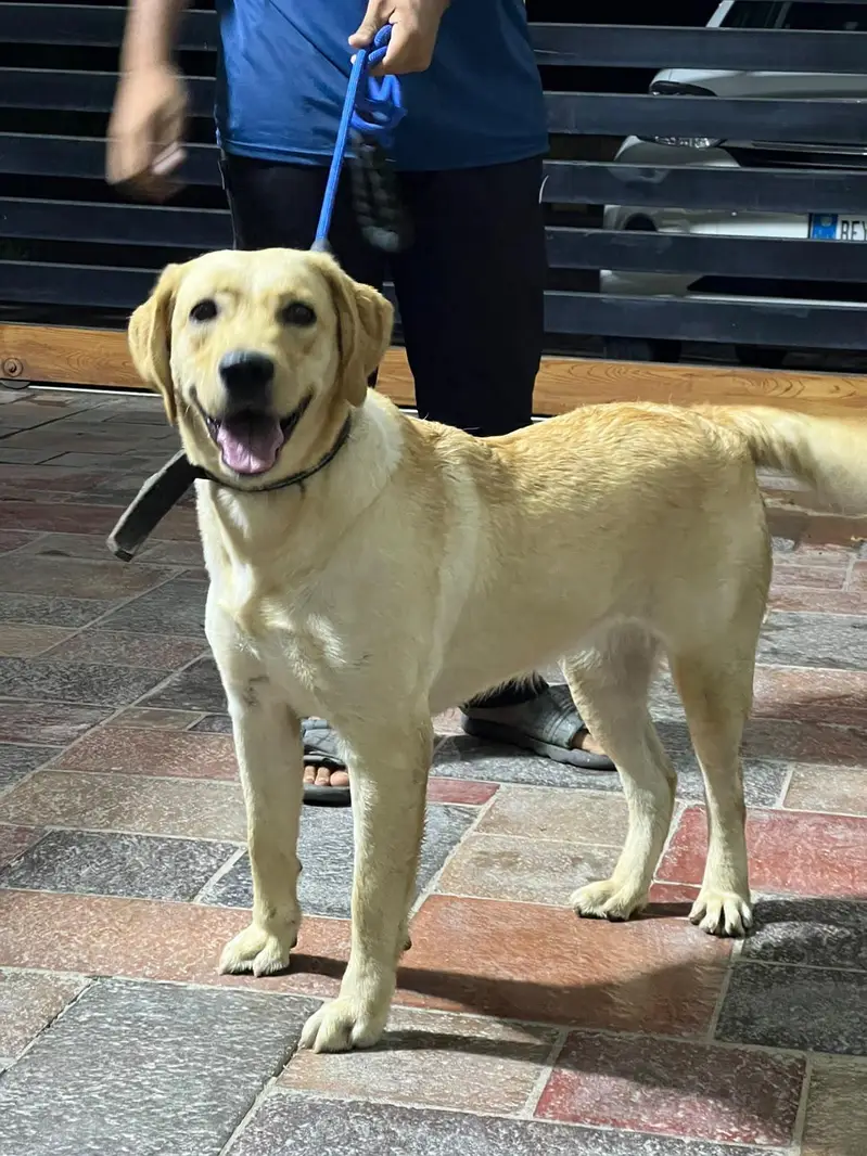 labrador female near heat — photo 4