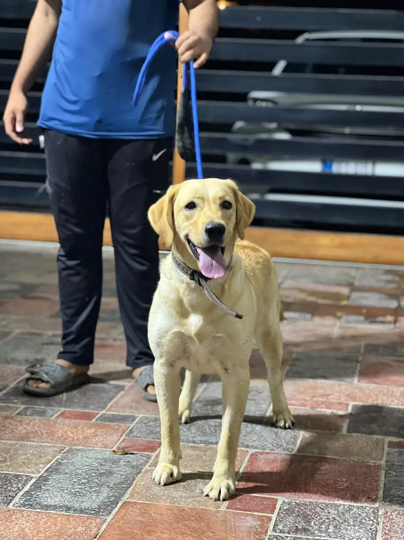 labrador female near heat — photo 7