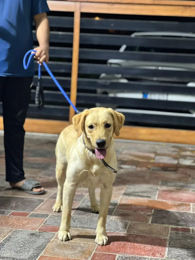labrador female near heat — photo 8