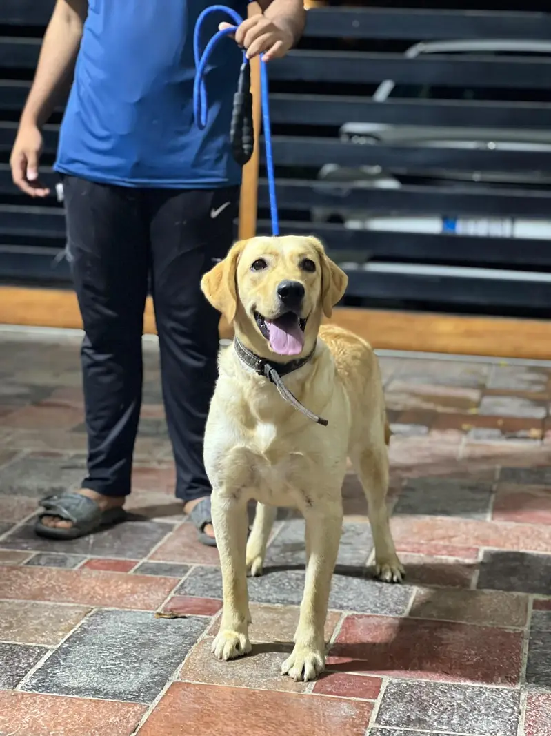 labrador female near heat — photo 9