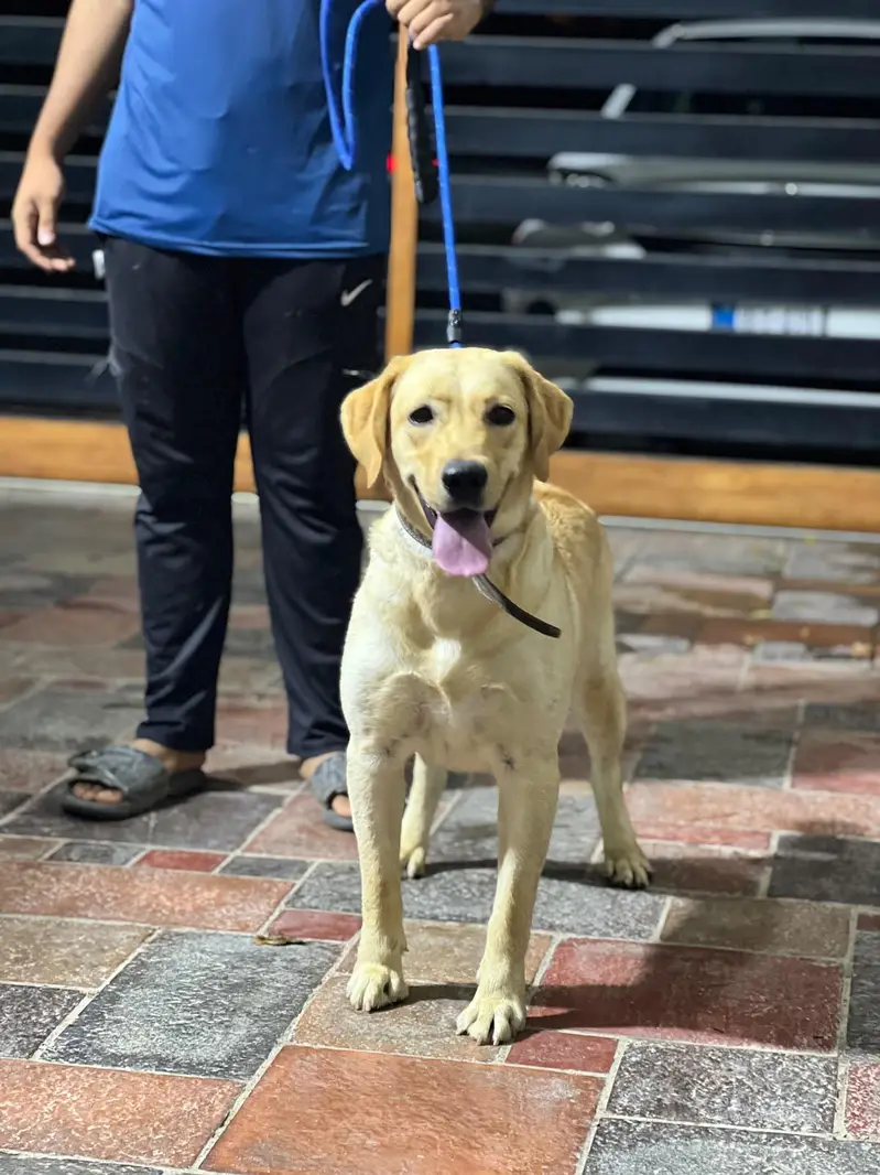 labrador female near heat — photo 10