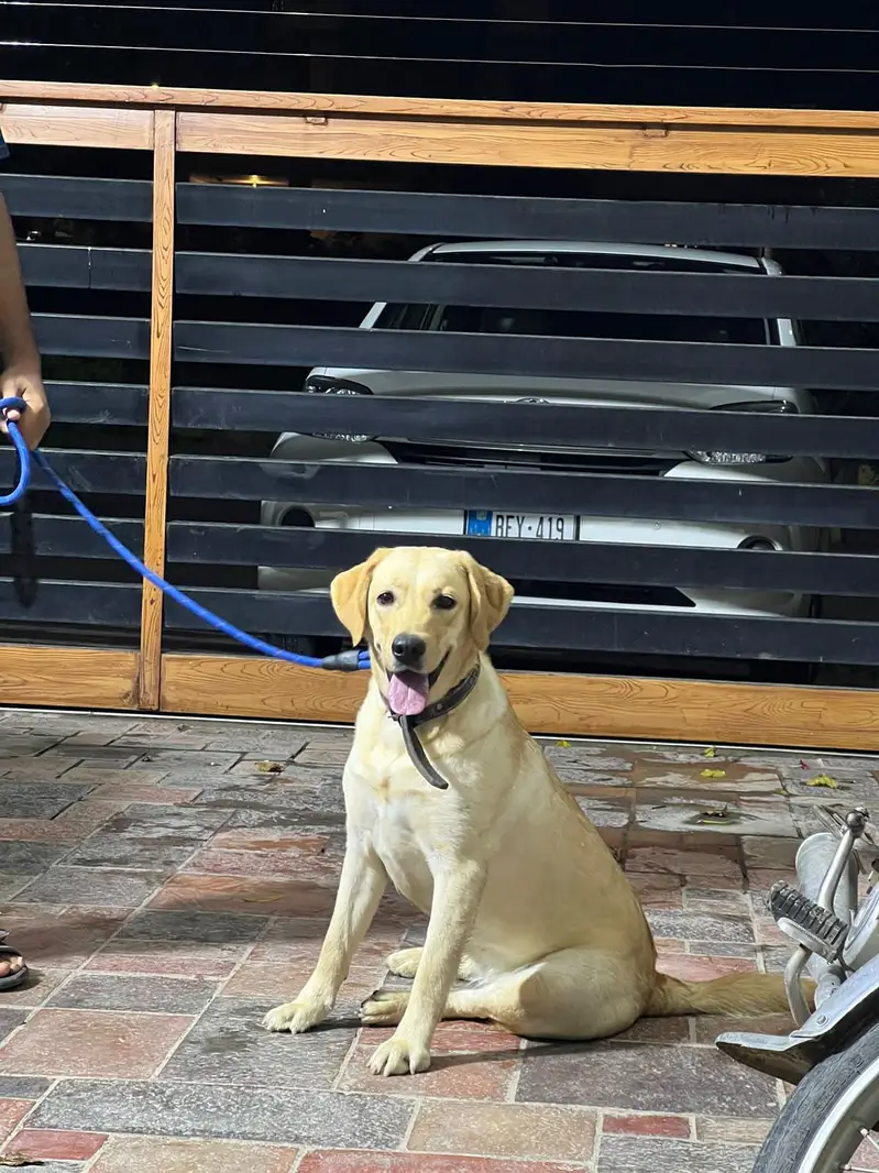 labrador female near heat — photo 11