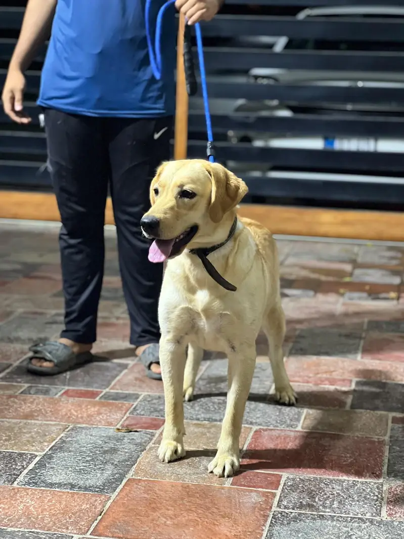 labrador female near heat — photo 12