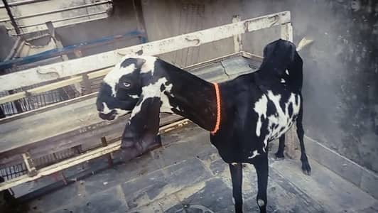 goat urgent for sale what's up number : 03057740975