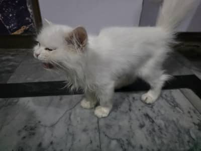 Persian kitten white kittens double Coat kitten 3 month old
