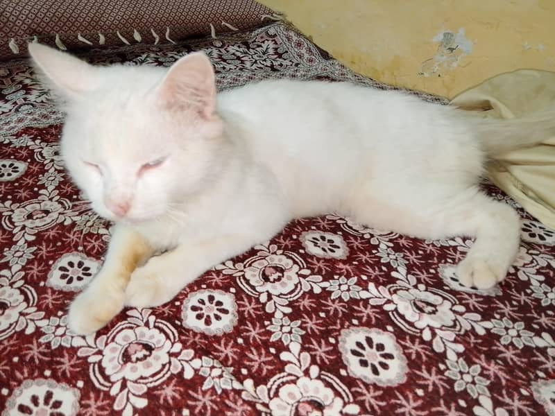 for sale 0