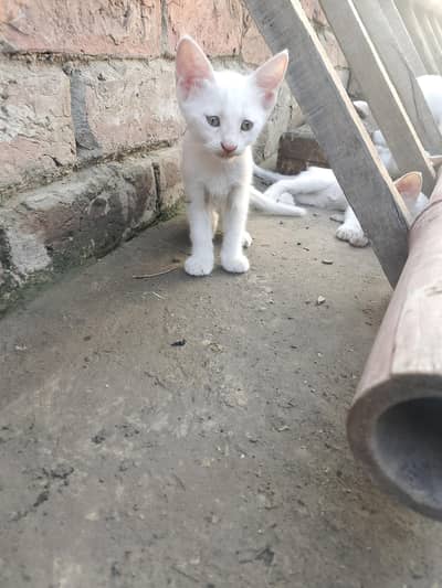 white babies cats