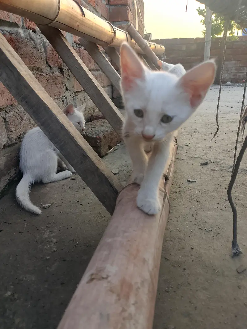 white babies cats — photo 2