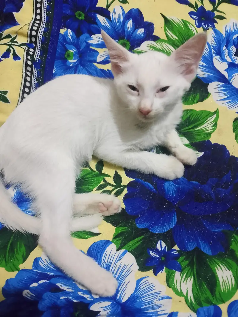 white babies cats — photo 4