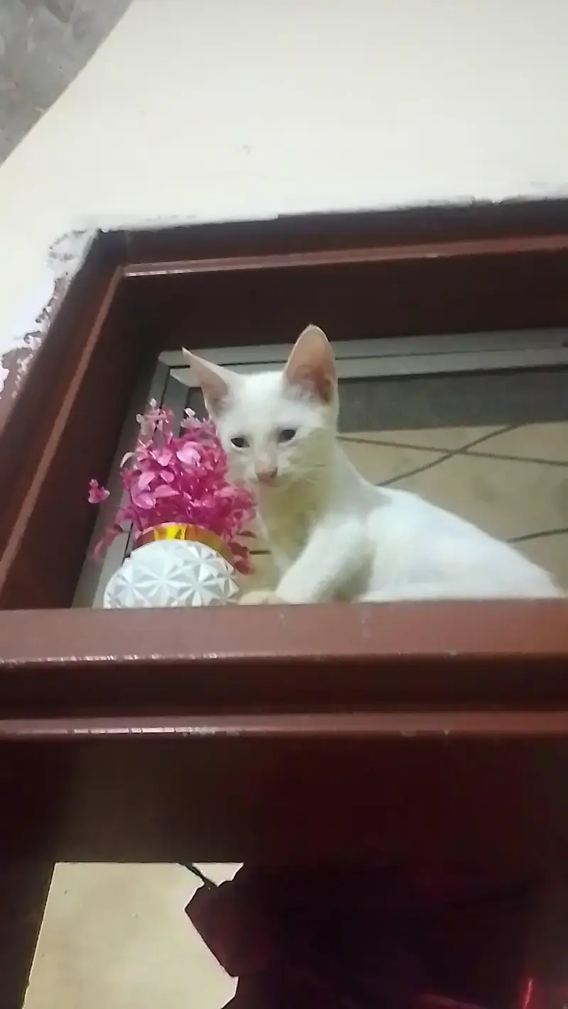 white babies cats — photo 6