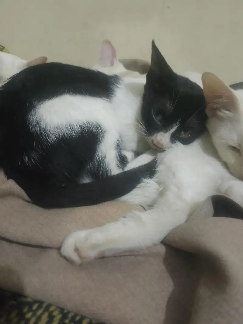 white babies cats — photo 7