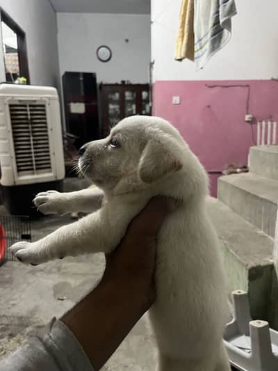 Labrador female puppy full health active heavy bone structure white