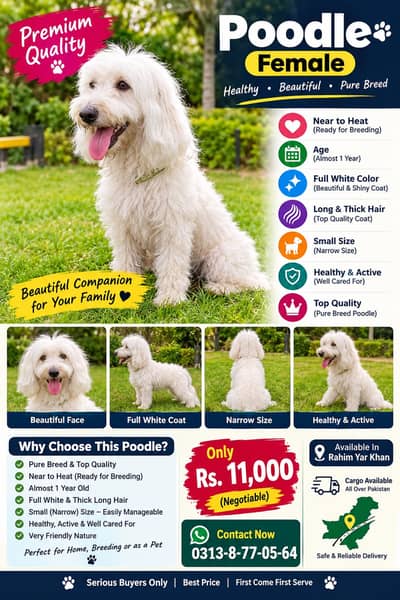 Beautiful White Female Poodle Puppy  | Rs. 11,000 Negotiable | Rahim