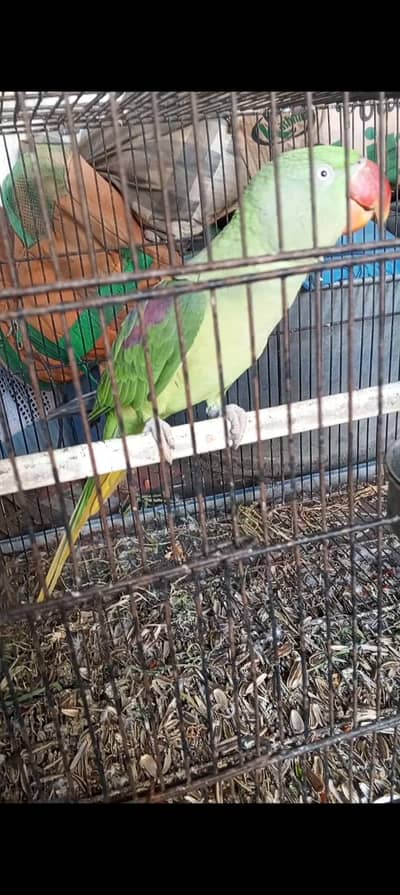 Jambo size adult  Raw female for sale ready for first breed.