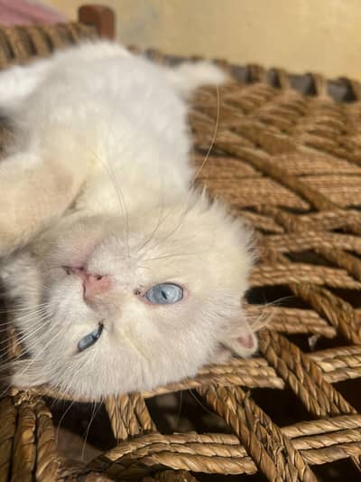 adult breeder Persian blue eyes male cat for sale family friendly cat