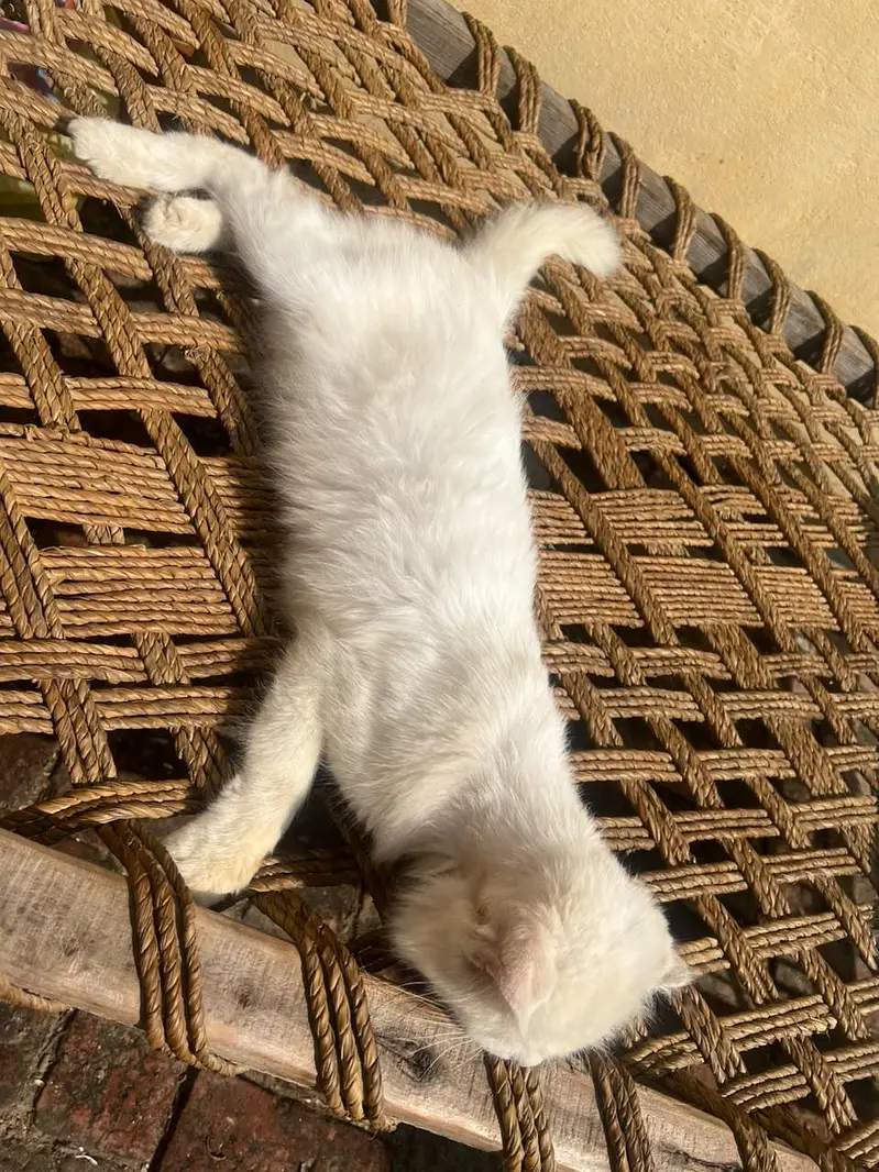 adult breeder Persian blue eyes male cat for sale family friendly cat — photo 2
