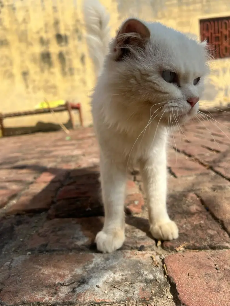 adult breeder Persian blue eyes male cat for sale family friendly cat — photo 3
