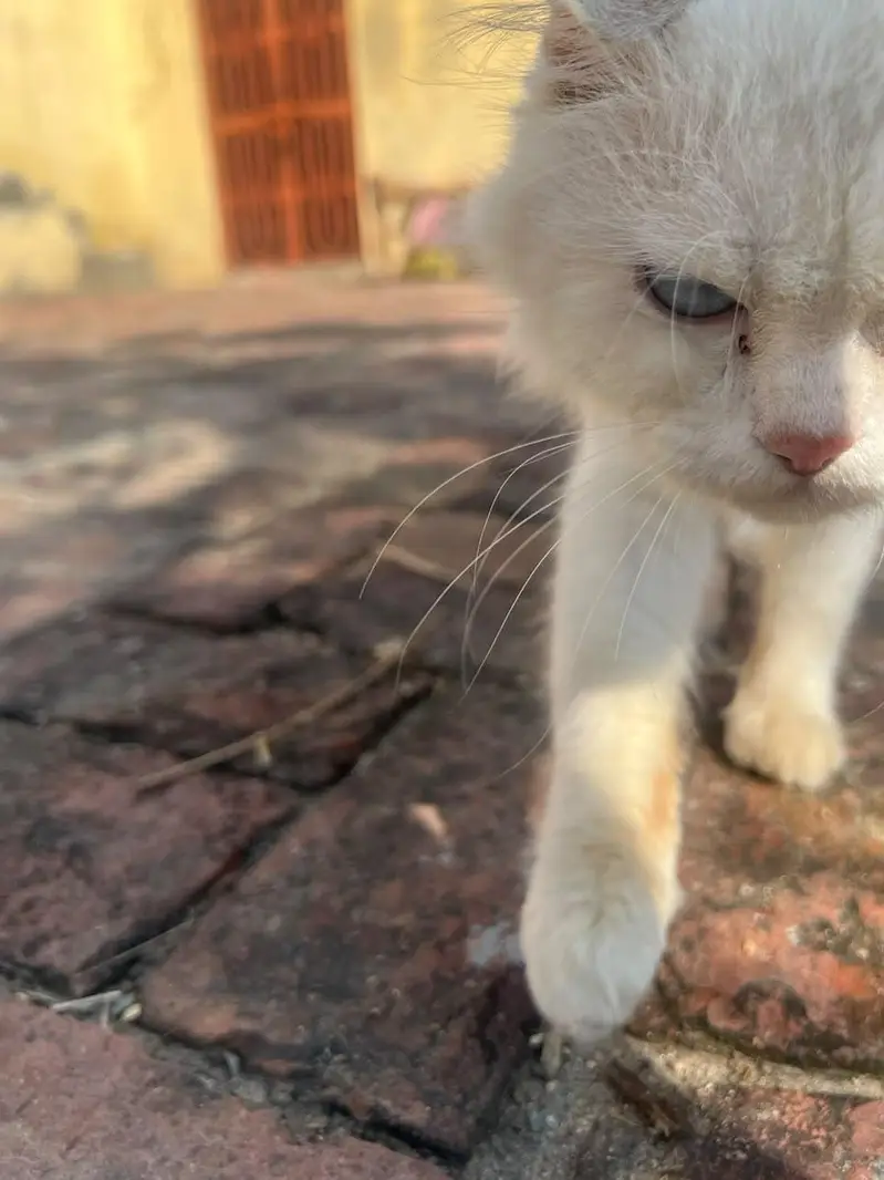 adult breeder Persian blue eyes male cat for sale family friendly cat — photo 4