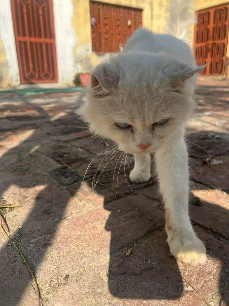 adult breeder Persian blue eyes male cat for sale family friendly cat — photo 5